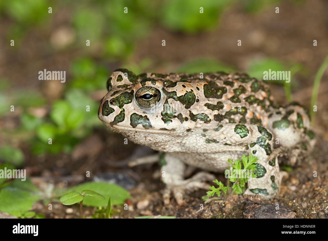 Wechselkröte Wechsel-Kröte, Grüne, Kröte, Bufo viridis crapaud vert, Banque D'Images