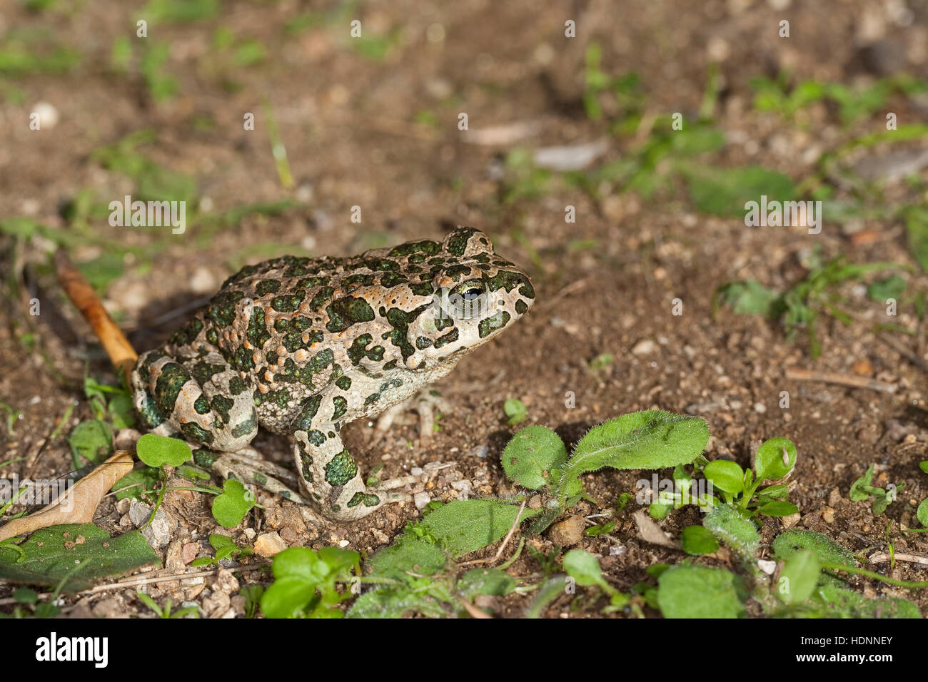 Wechselkröte Wechsel-Kröte, Grüne, Kröte, Bufo viridis crapaud vert, Banque D'Images