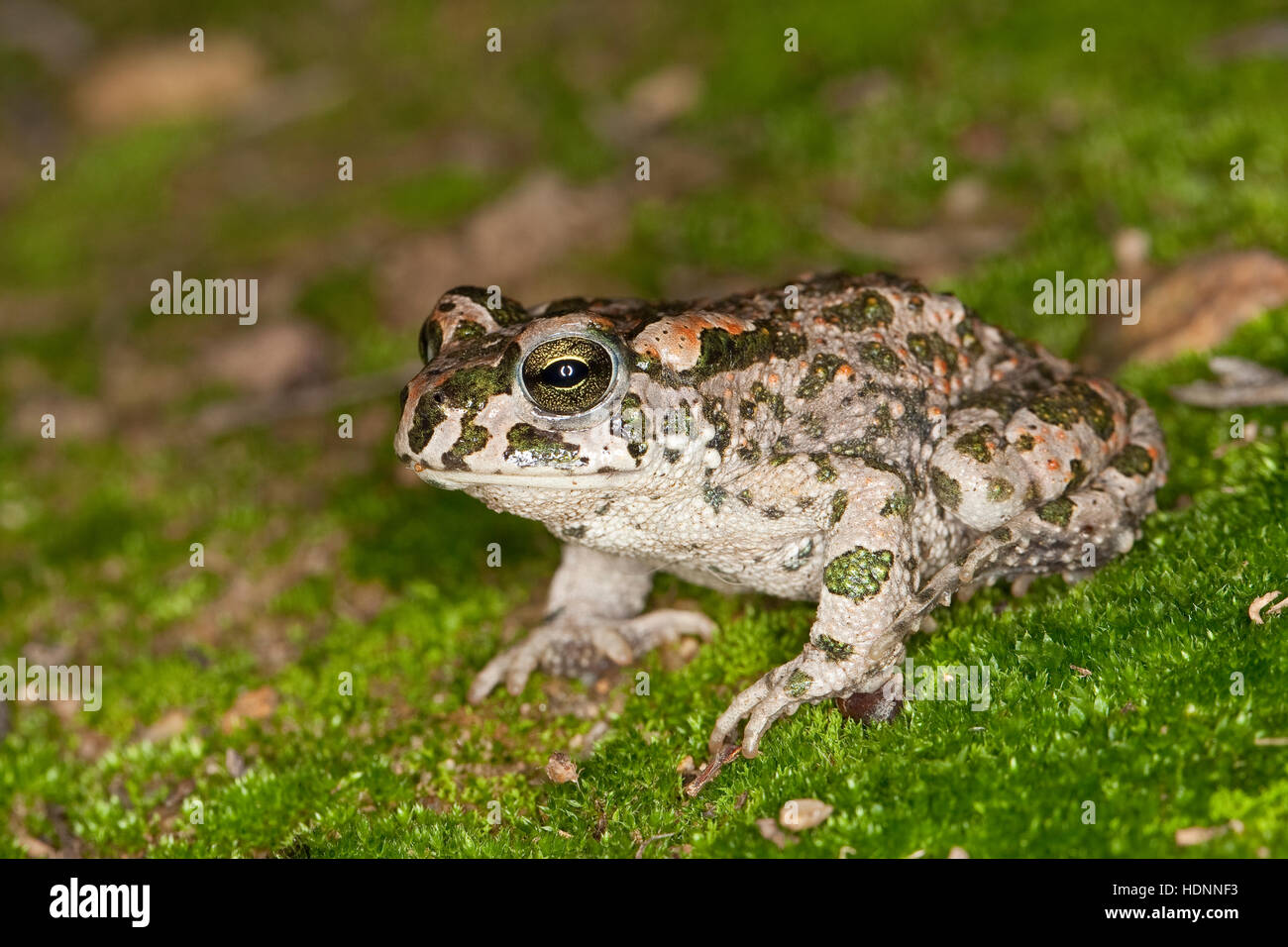 Wechselkröte Wechsel-Kröte, Grüne, Kröte, Bufo viridis crapaud vert, Banque D'Images