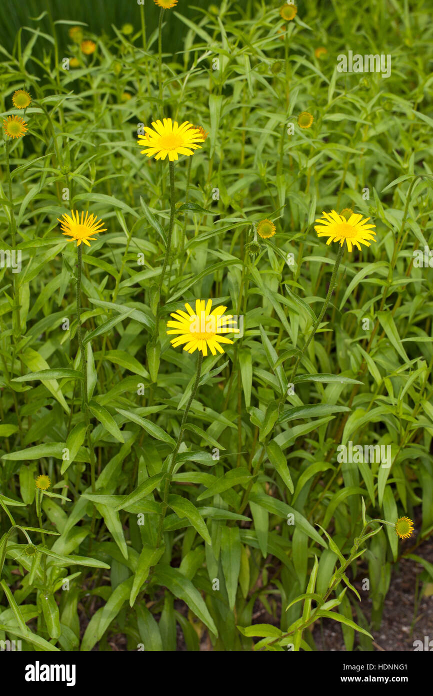 Weidenblatt-Ochsenauge Weidenblättriges Rindsauge Ochsenauge, Weidenblättriges Rindsauge,,, Gold-Margerite Goldmargerite Buphthalmum salicifolium,,, Y Banque D'Images