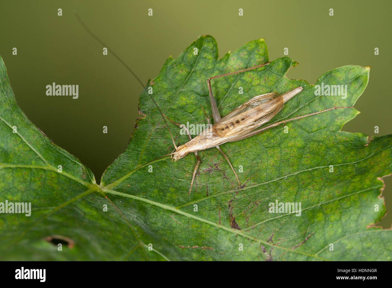 Weinhähnchen Blütengrillee Männchen,,, Oecanthus pellucens, italien, homme, Cricket Arbre Grille, Grillen, Gryllidae, le cricket, les grillons Banque D'Images