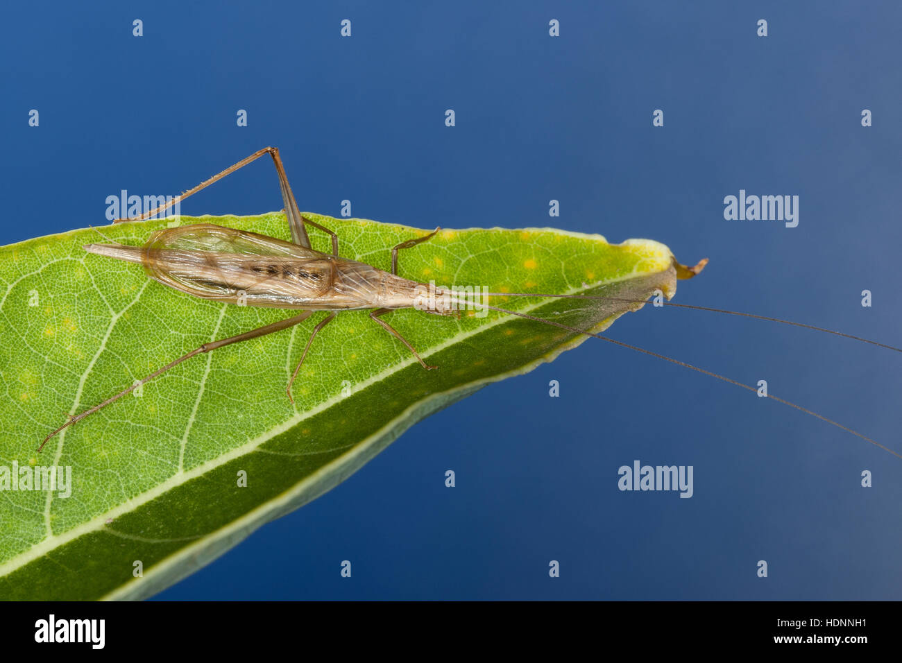 Weinhähnchen Blütengrillee Männchen,,, Oecanthus pellucens, italien, homme, Cricket Arbre Grille, Grillen, Gryllidae, le cricket, les grillons Banque D'Images