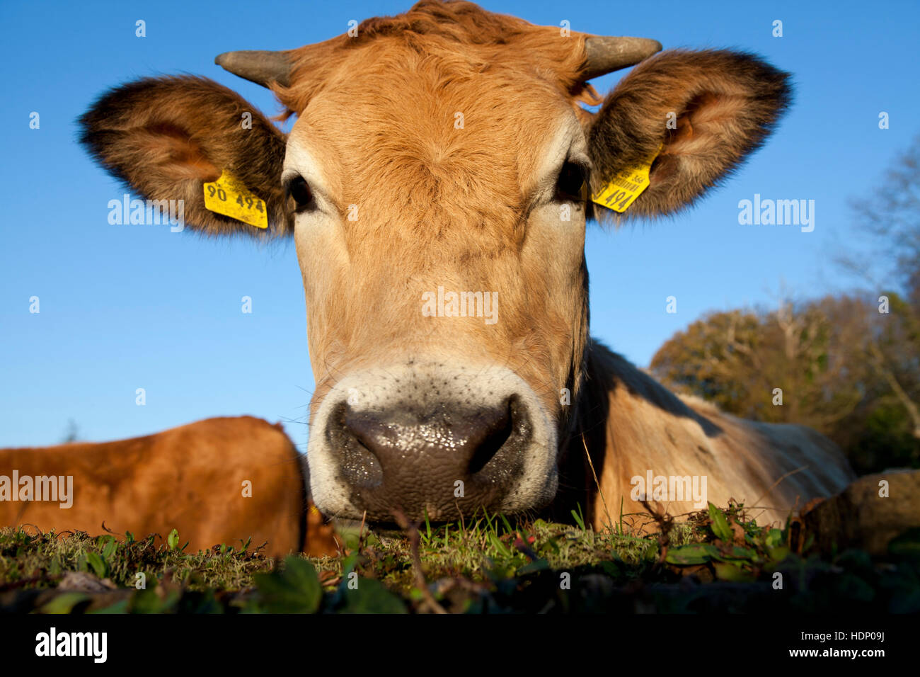 L'Europe, l'Allemagne, en Rhénanie du Nord-Westphalie, Herdecke, vache est à la recherche sur un mur couvert de lierre. Banque D'Images