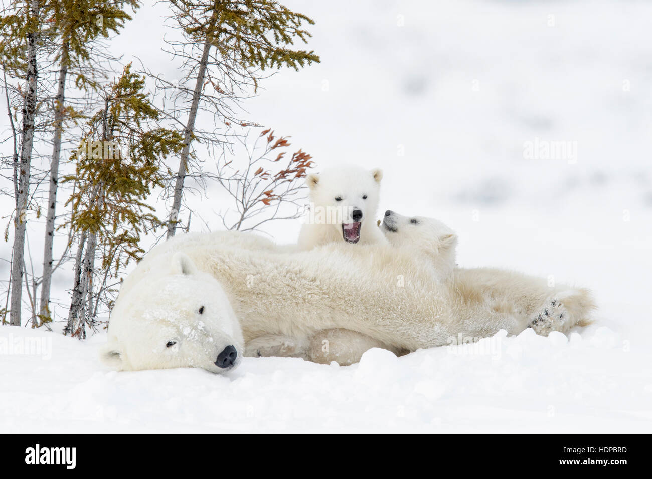 Mère de l'ours polaire (Ursus maritimus) avec deux oursons, Parc National de Wapusk, Manitoba, Canada Banque D'Images