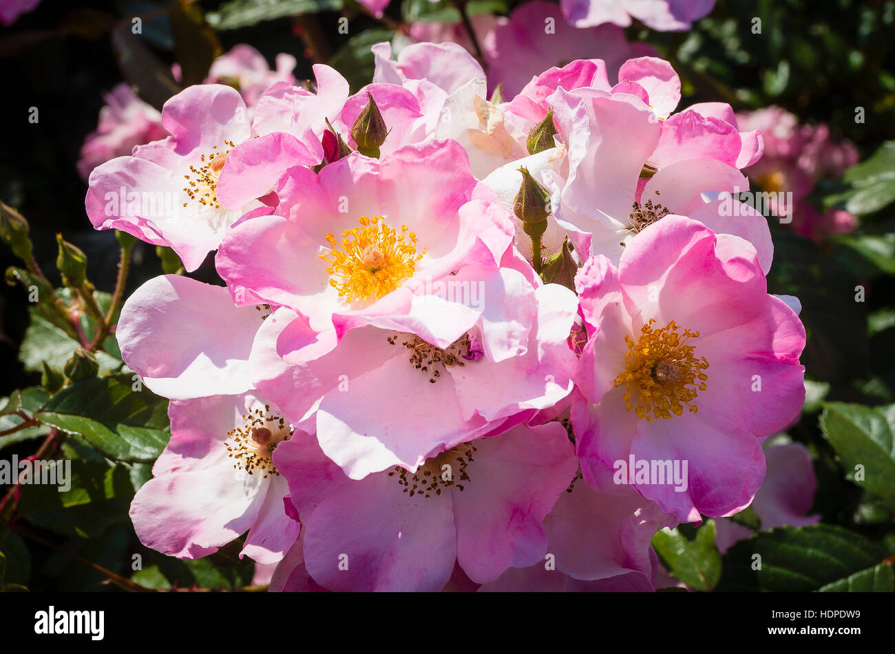Coussin Rose Rosa la floraison en Juin Banque D'Images