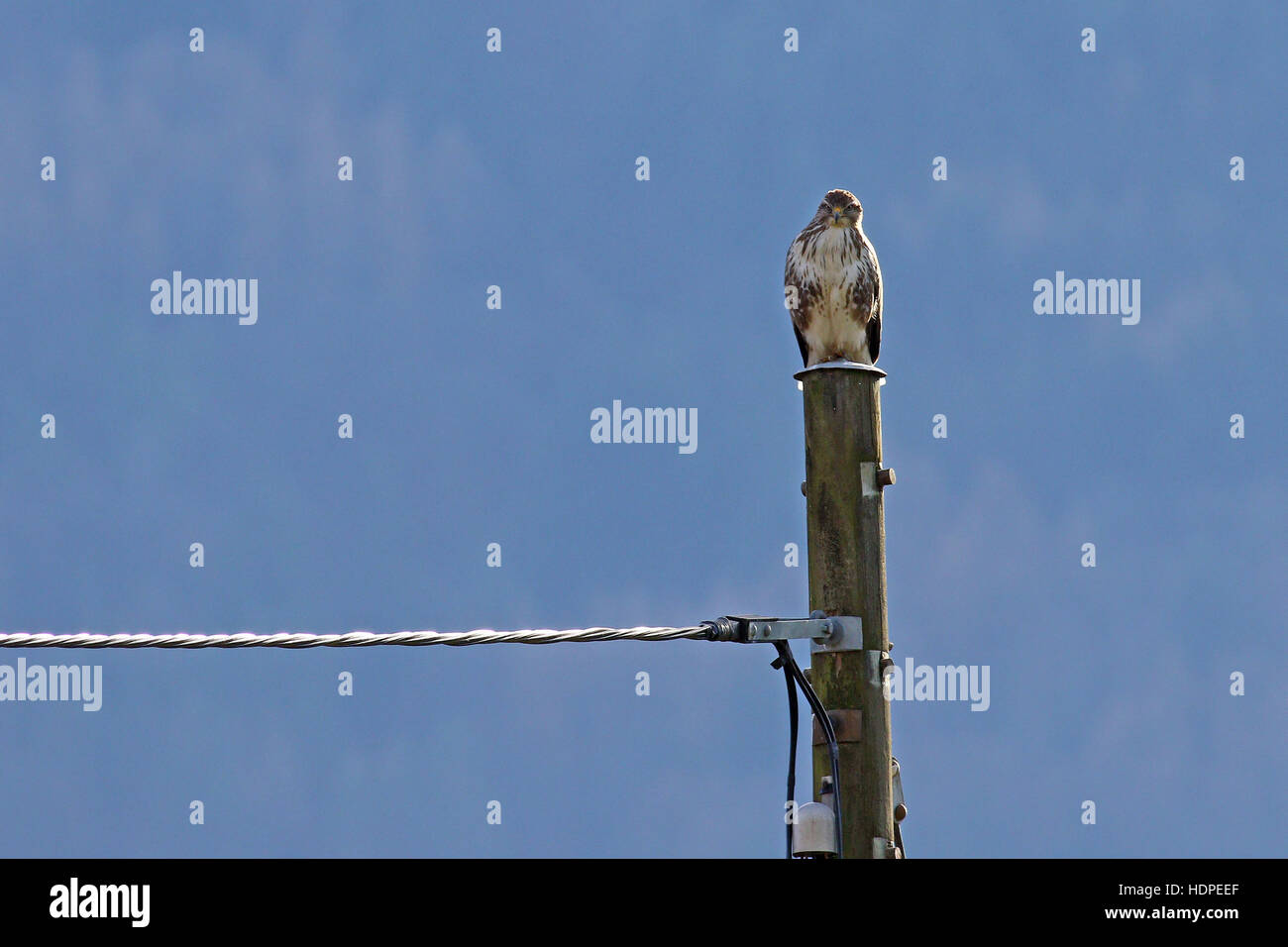 Buse variable, Buteo buteo, sur un ancien poteau électrique en bois contre le ciel bleu Banque D'Images