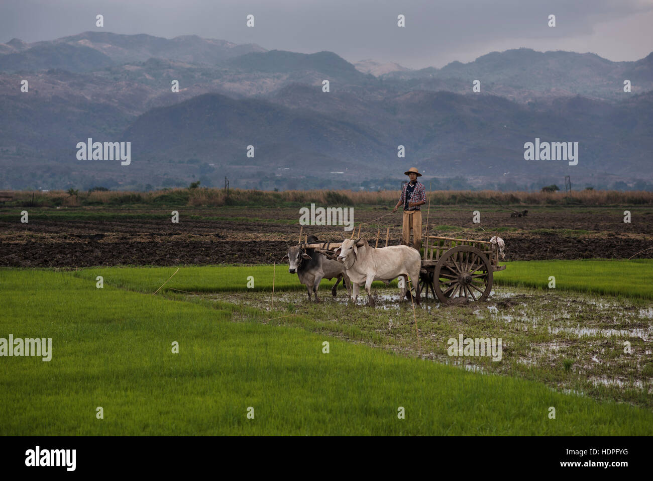 Farmer et bœufs panier travaillant dans le secteur, Nyaungshwe, Myanmar. Banque D'Images