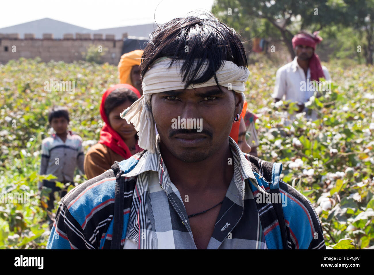 Les travailleurs agricoles de coton de la récolte d'une ferme biologique dans le Gujurat, nord-ouest de l'Inde. Banque D'Images