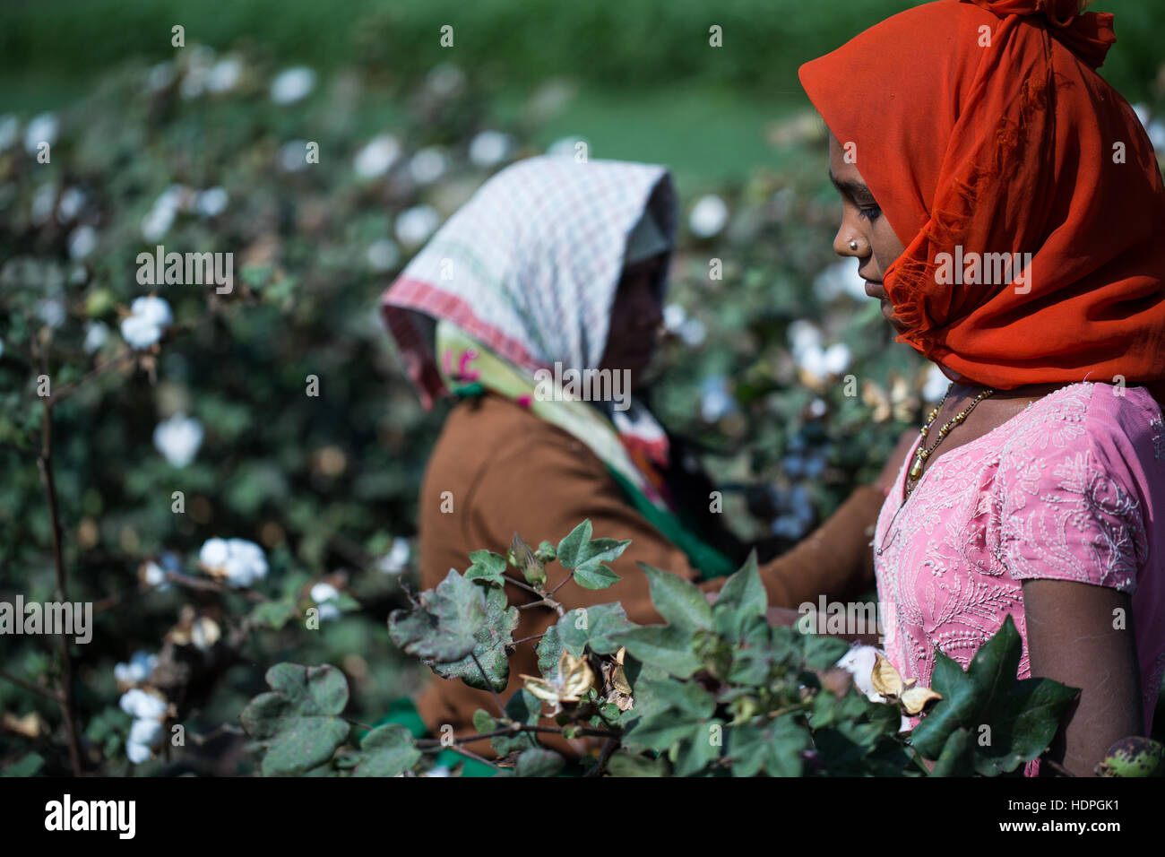 Les travailleurs agricoles de coton de la récolte d'une ferme biologique dans le Gujurat, nord-ouest de l'Inde. Banque D'Images