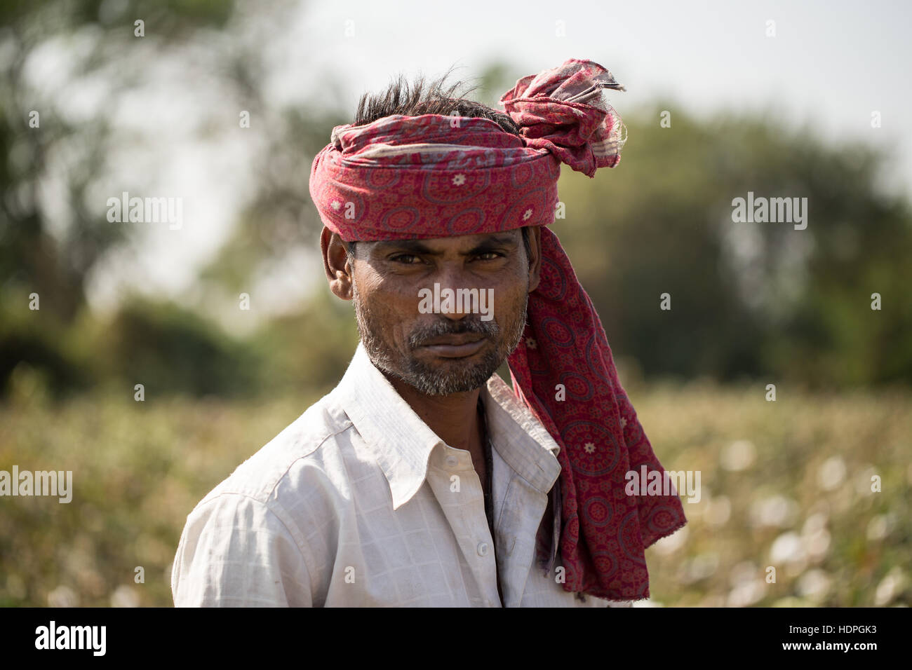 Les travailleurs agricoles de coton de la récolte d'une ferme biologique dans le Gujurat, nord-ouest de l'Inde. Banque D'Images