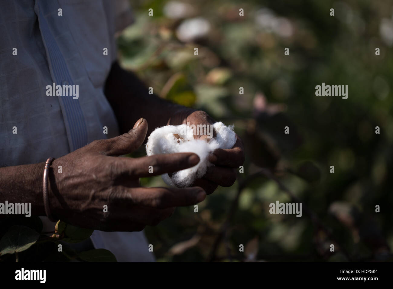 Les travailleurs agricoles de coton de la récolte d'une ferme biologique dans le Gujurat, nord-ouest de l'Inde. Banque D'Images