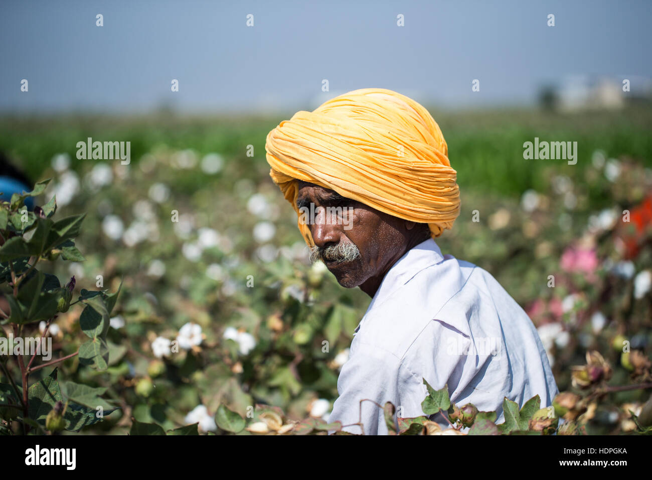 Les travailleurs agricoles de coton de la récolte d'une ferme biologique dans le Gujurat, nord-ouest de l'Inde. Banque D'Images