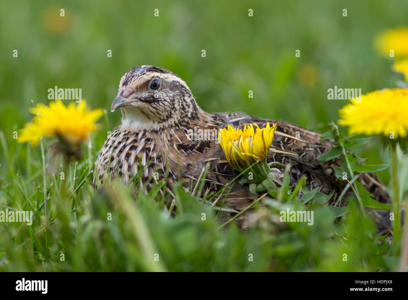 La caille japonaise (Coturnix japonica) dans une prairie de printemps Banque D'Images