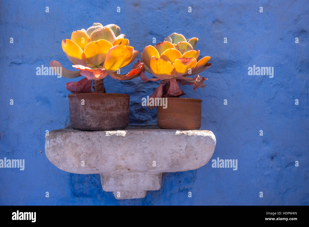 Plantes Succulentes en pot contre un mur bleu, Arequipa, Pérou Banque D'Images