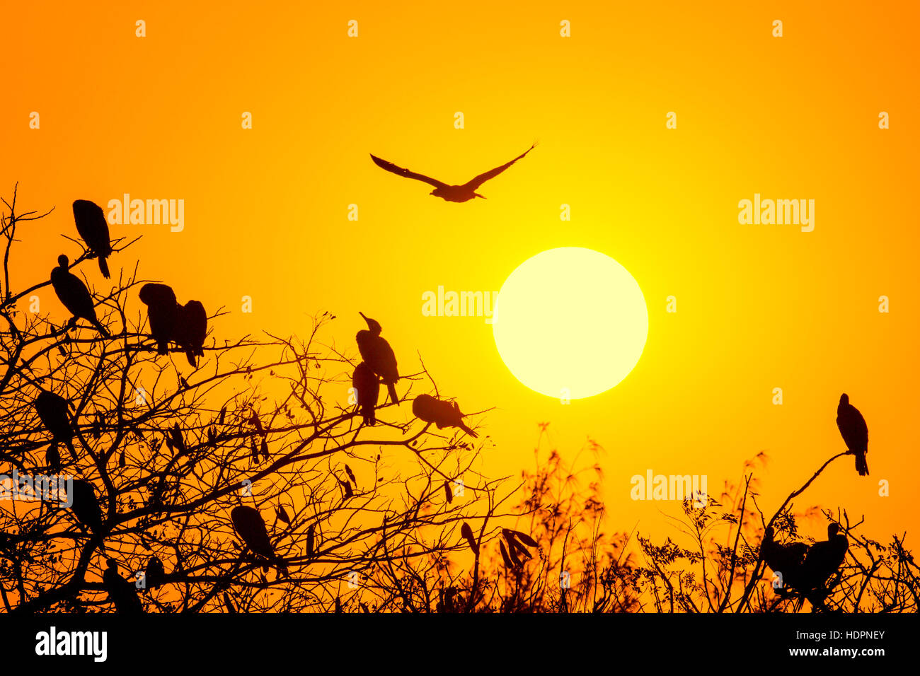 Silhouette de grand cormoran avec soleil levant Banque D'Images