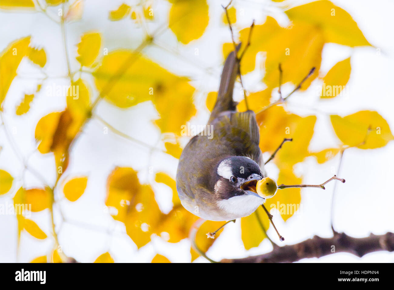 Bulbul des jardins chinois manger des fruits à fond jaune Banque D'Images