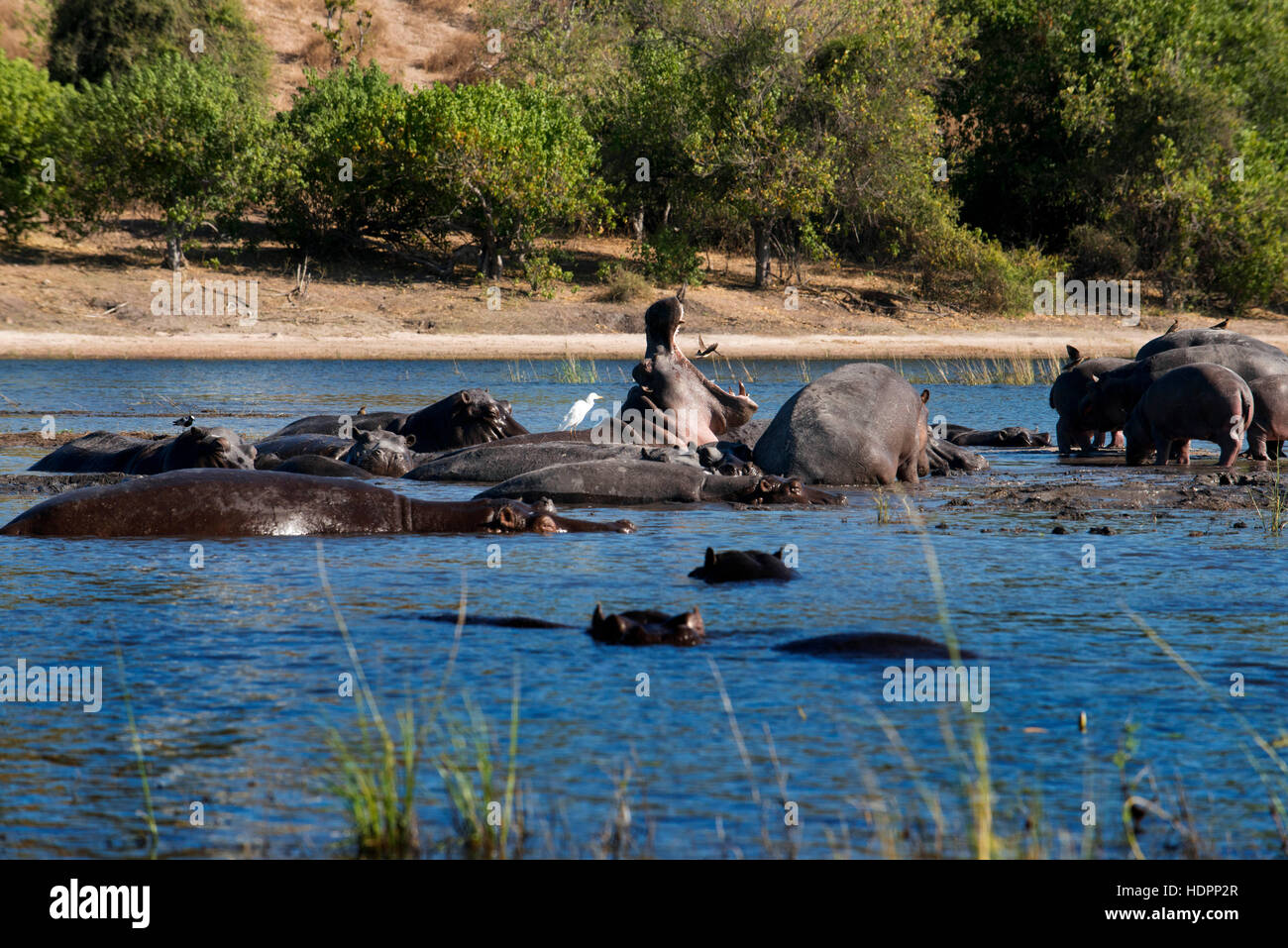 De Victoria Falls est possible de visiter le Botswana. En particulier le Parc National de Chobe. Les hippopotames sont des créatures massives habituellement vues pendillant dans t Banque D'Images