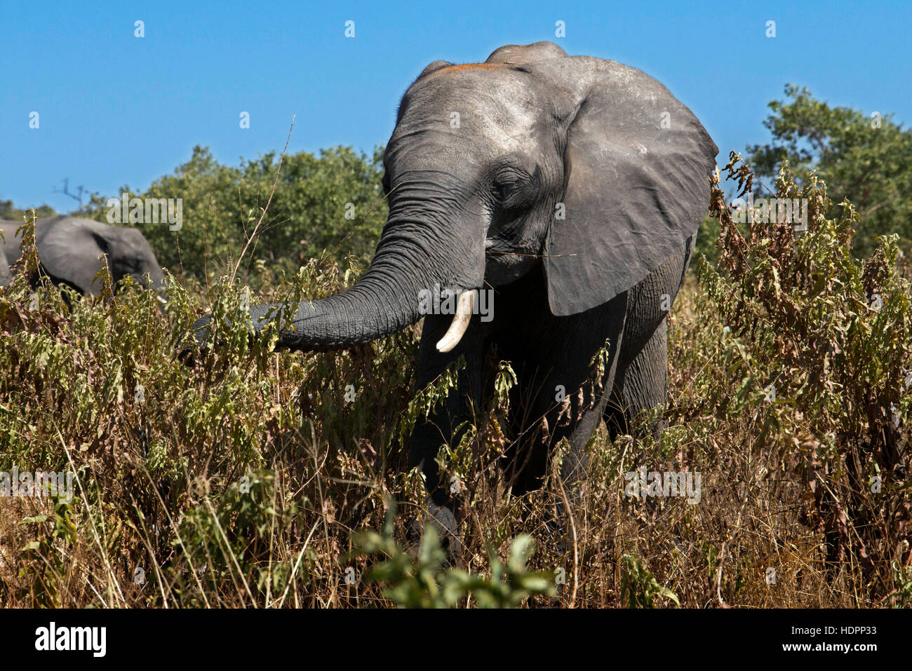 De Victoria Falls est possible de visiter le Botswana. En particulier le Parc National de Chobe. La rivière Chobe est légendaire pour ses concentrations de Banque D'Images