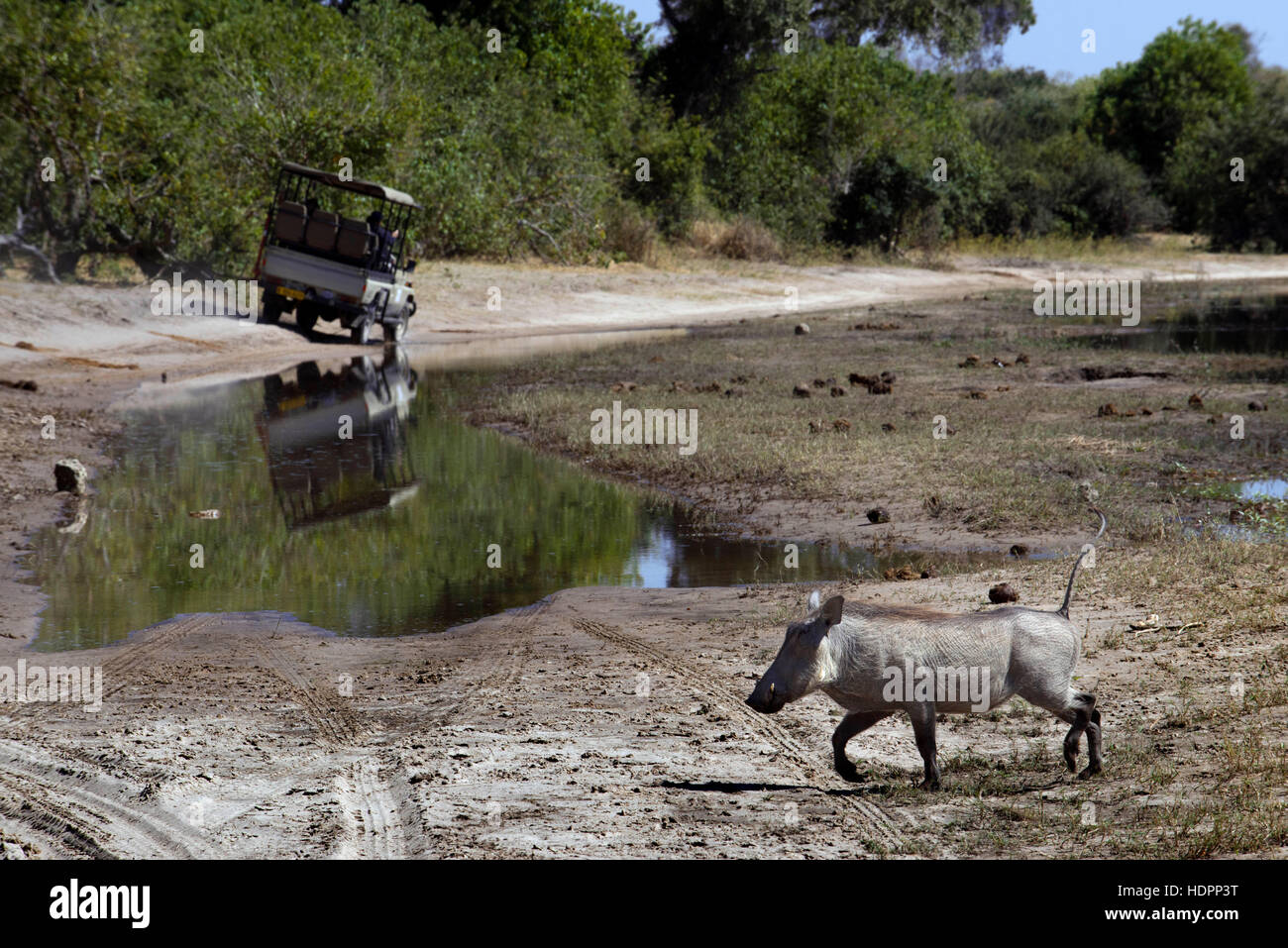 De Victoria Falls est possible de visiter le Botswana. En particulier le Parc National de Chobe. Un phacochère traverser la route près de la rivière Chobe. La guerre Banque D'Images