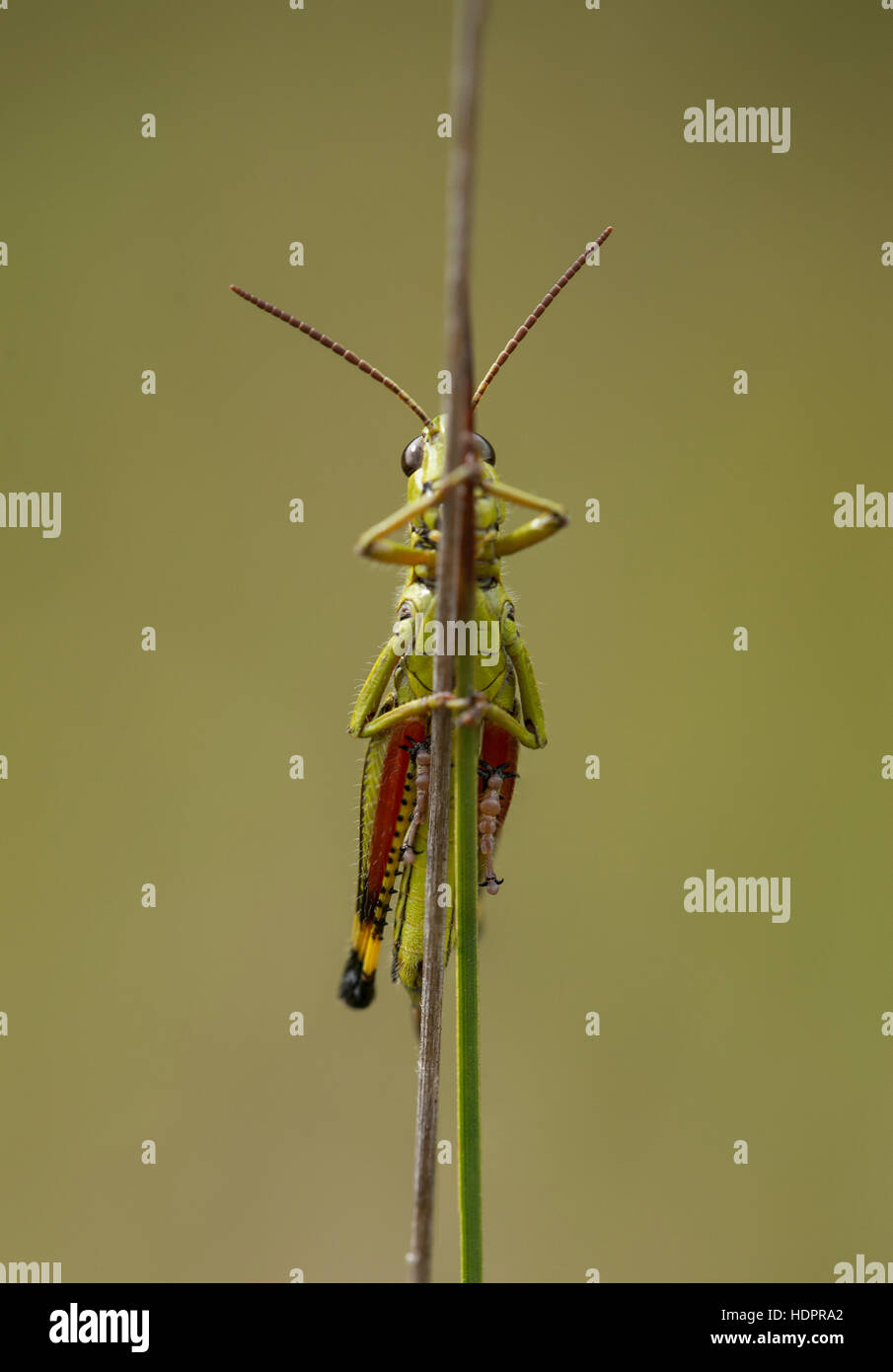 Un grand marais nymphe sauterelle à Wootton Coppice dans la nouvelle forêt. Banque D'Images