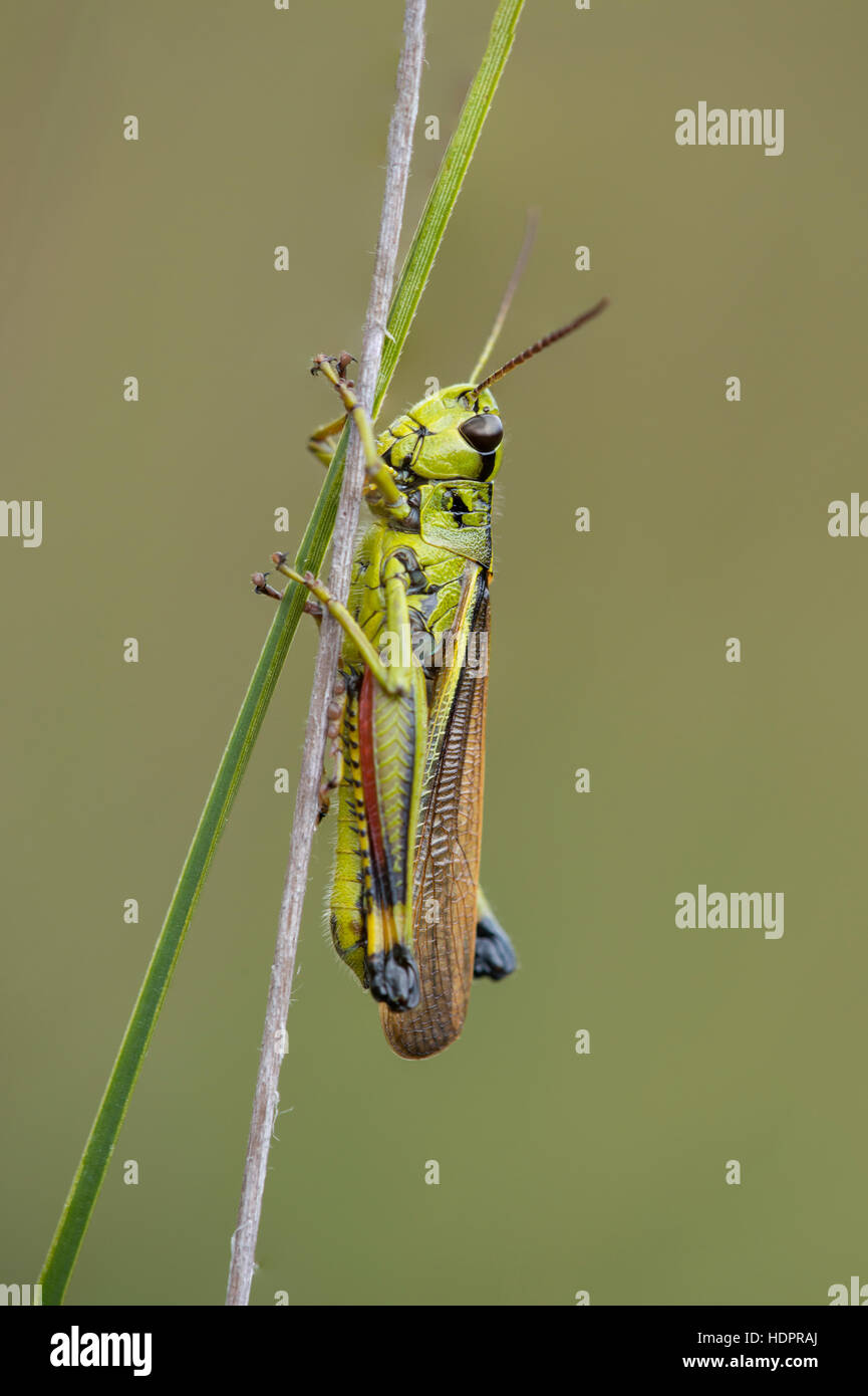 Un grand marais à sauterelle dans le taillis Wootton New Forest. Banque D'Images