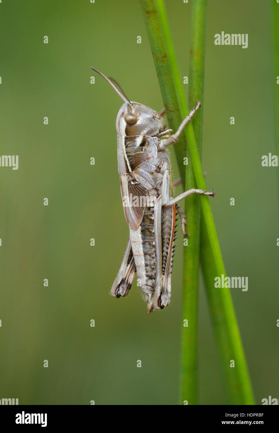 Un grand marais nymphe sauterelle à Wootton Coppice dans la nouvelle forêt. Banque D'Images