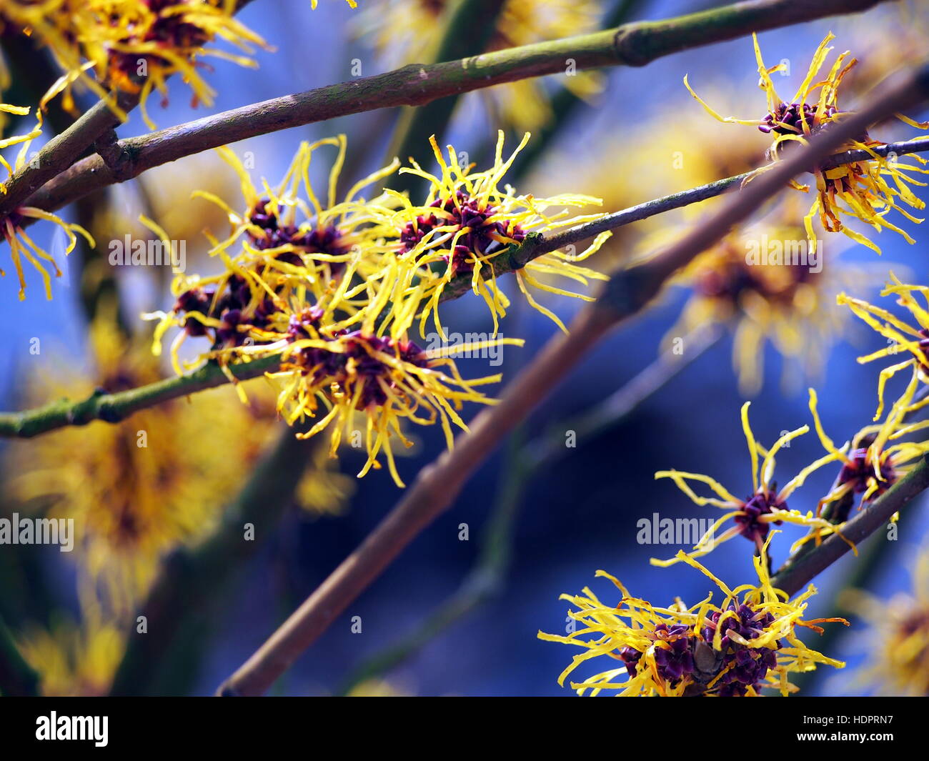 Les inflorescences jaune et bordeaux de l'hamamélis. Banque D'Images