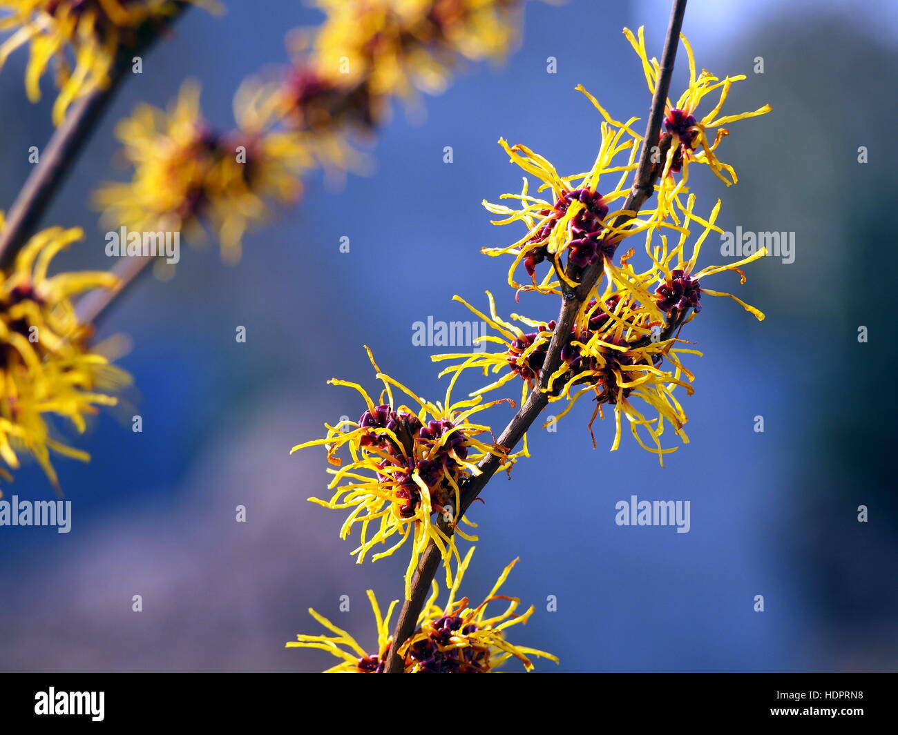 Les inflorescences jaune et bordeaux de l'hamamélis. Banque D'Images