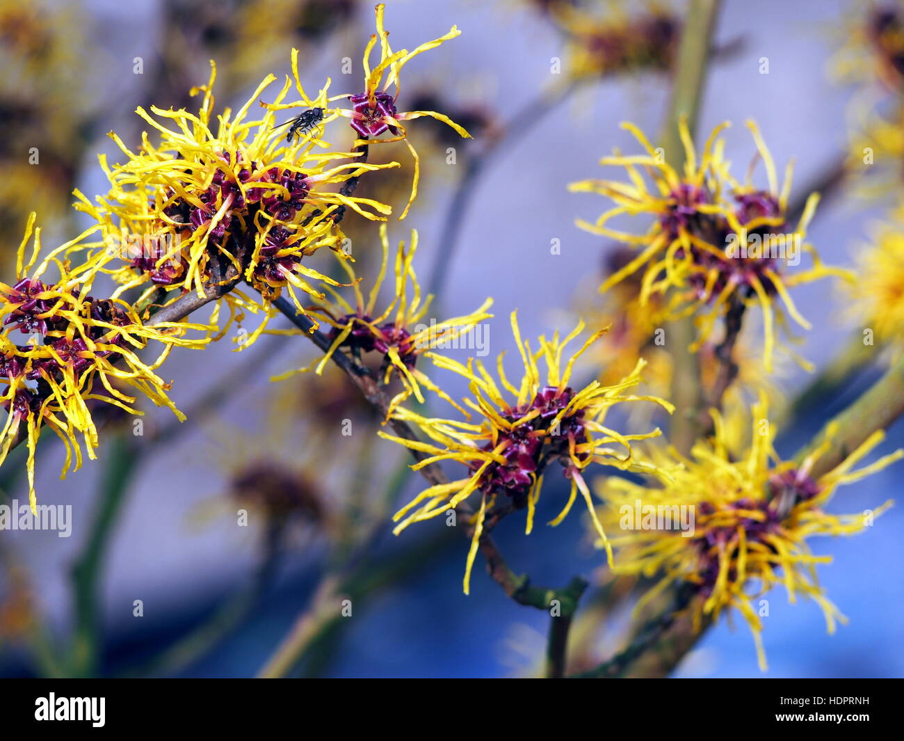 Les inflorescences jaune et bordeaux de l'hamamélis. Banque D'Images