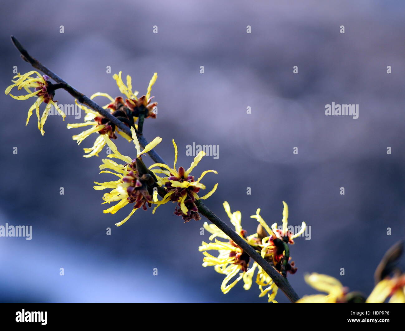 Les inflorescences jaune et bordeaux de l'hamamélis. Banque D'Images
