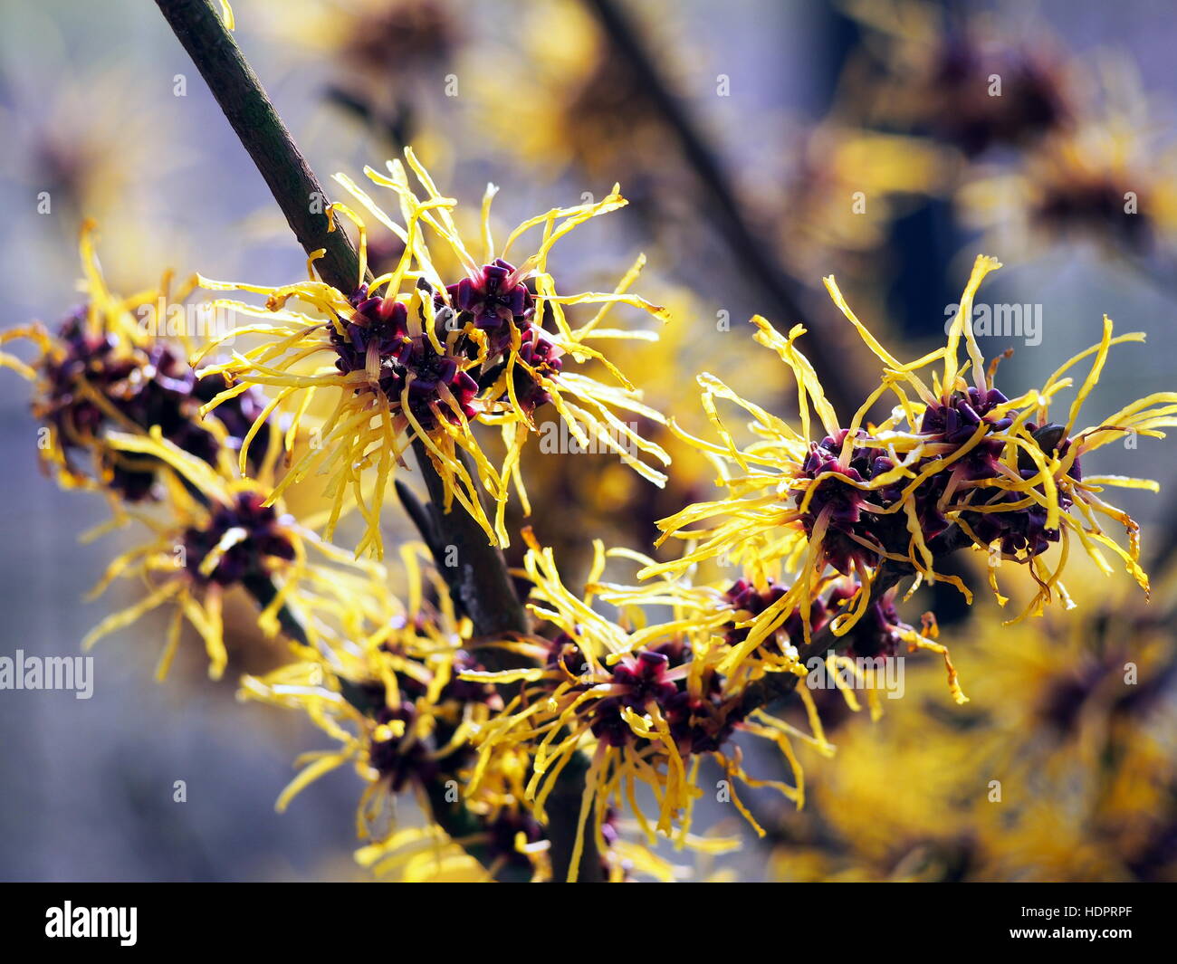 Les inflorescences jaune et bordeaux de l'hamamélis. Banque D'Images