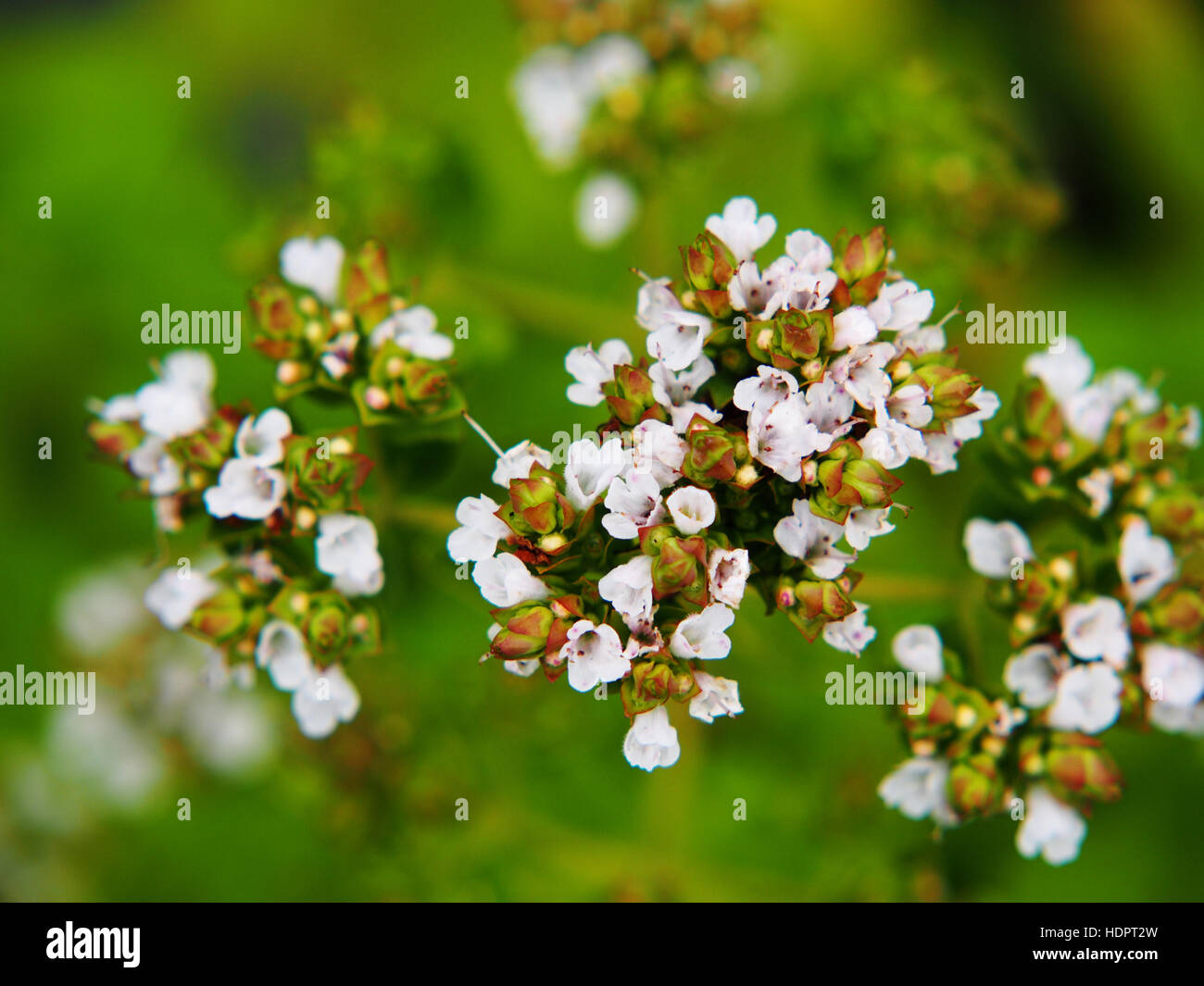 Origanum vulgare 'Thumble's Variety' Banque D'Images