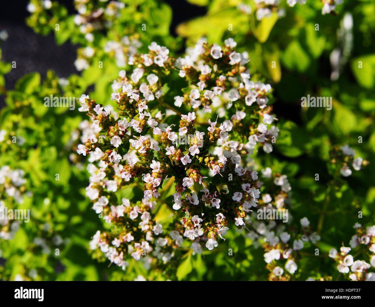 Origanum vulgare 'Thumble's Variety' Banque D'Images
