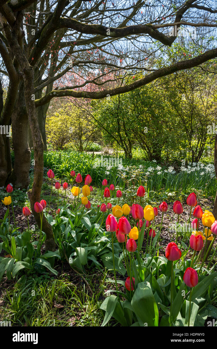 Printemps tulipes sur Highdown Gardens près de Worthing, West Sussex, UK Banque D'Images