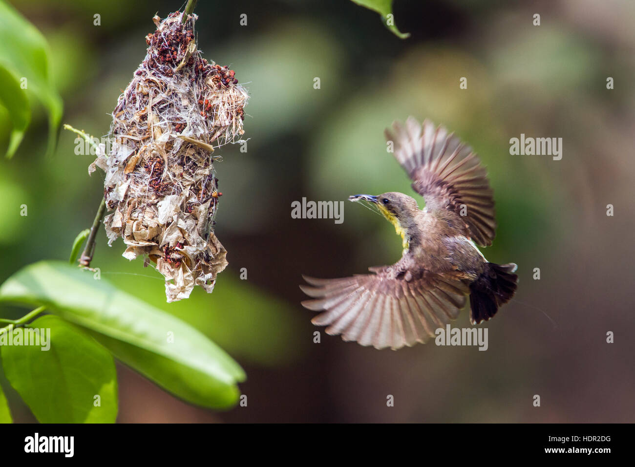 Sundbird pourpre dans le parc national de Bardia, Népal ; espèce Nectarinia asiatica de la famille des Nectariniidae Banque D'Images