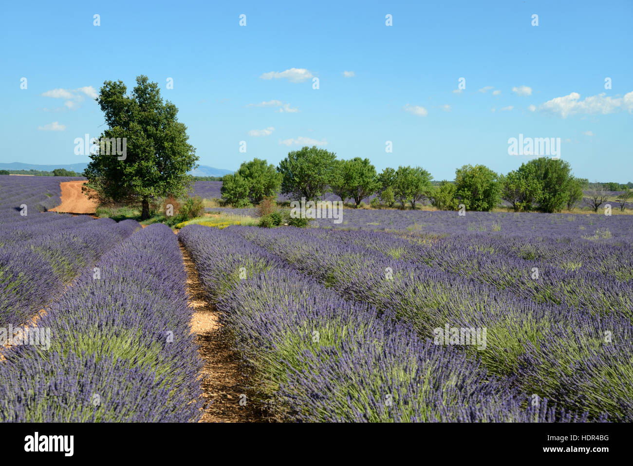 Champ de lavande et d'arbres Copse Plateau de Valensole Provence France Banque D'Images