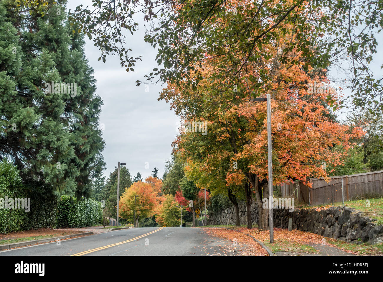 Les couleurs de l'automne radieux jaillissent des arbres bordant une rue de Saint-Brieuc, Washington. Banque D'Images