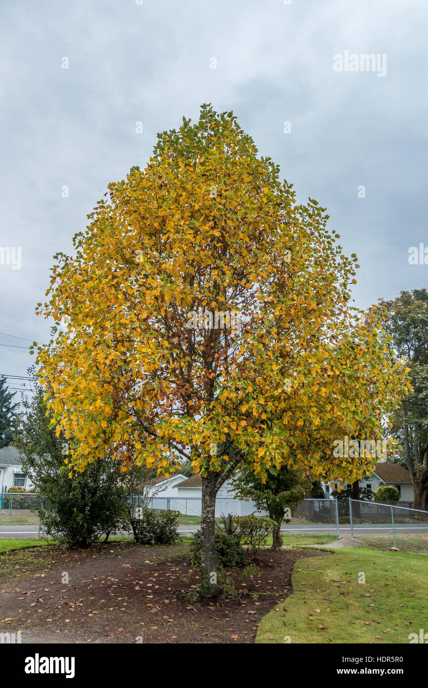 Les couleurs de l'automne radieux jaillissent des arbres bordant une rue de Saint-Brieuc, Washington. Banque D'Images