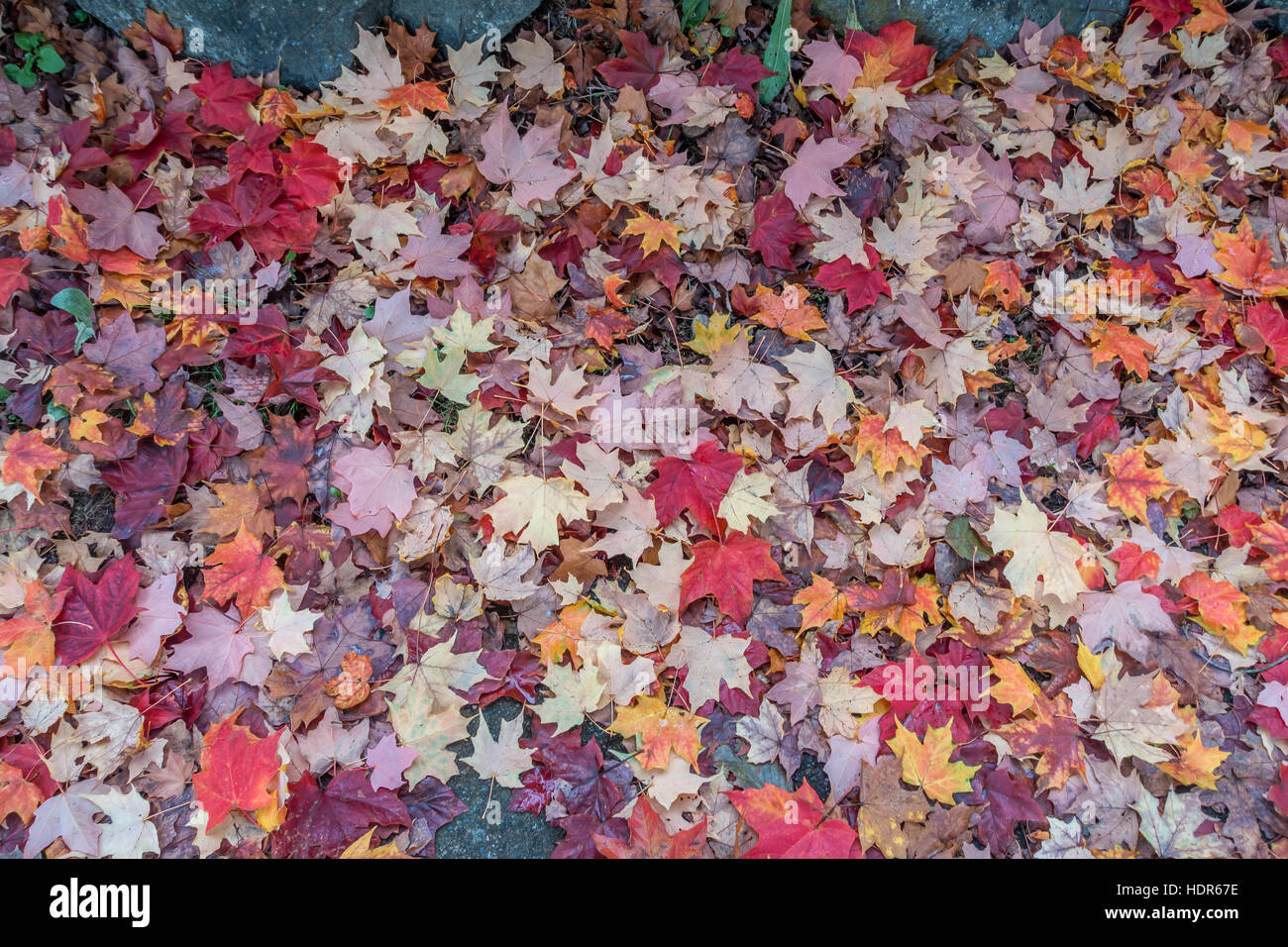 Libre coup de feuilles d'automne sur le sol. Banque D'Images