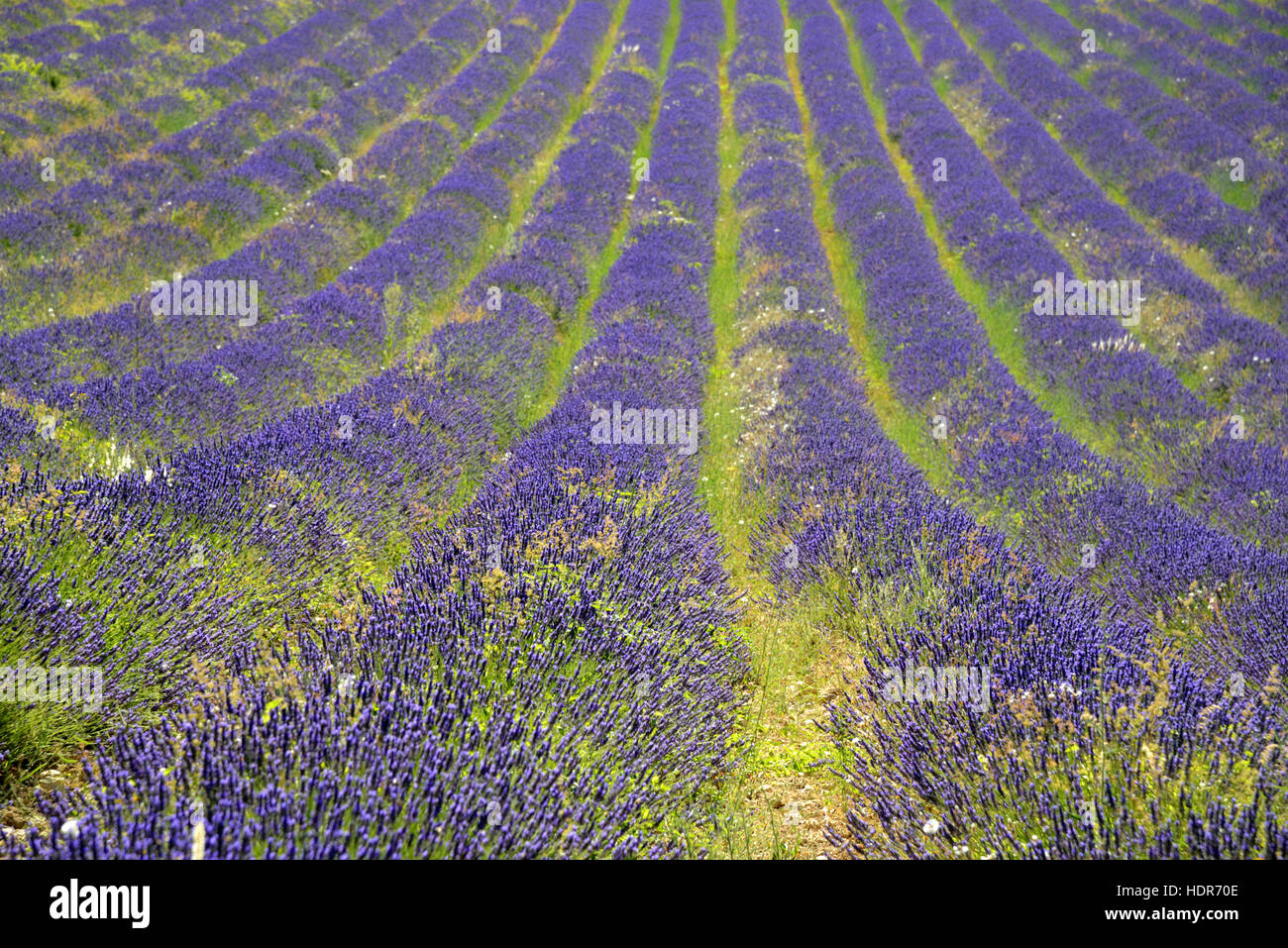 Rangées de lavande dans un champ de lavande dans le Parc Régional du Luberon Provence France Banque D'Images