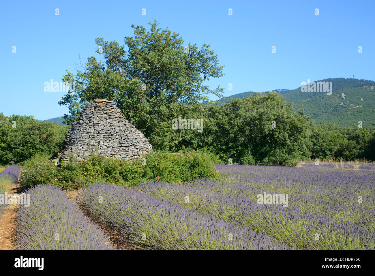 Champ de lavande & Dry-Stone Borie Gaulois ou cabane en pierre Luberon Saignon Provence France Banque D'Images