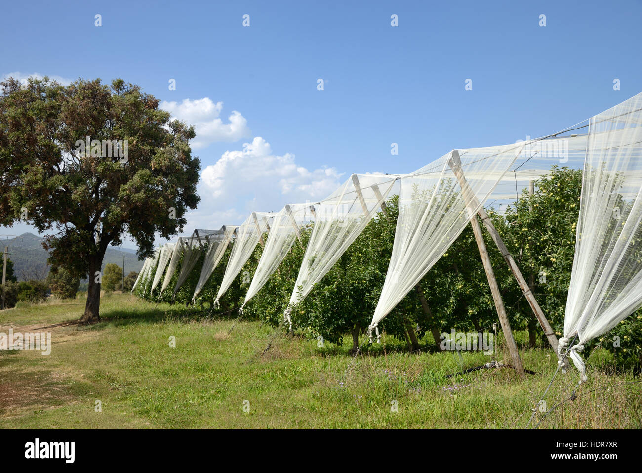 La production intensive de fruits ou du verger avec des filets de protection des cultures dans la vallée de la Durance près de Manosque Provence Banque D'Images