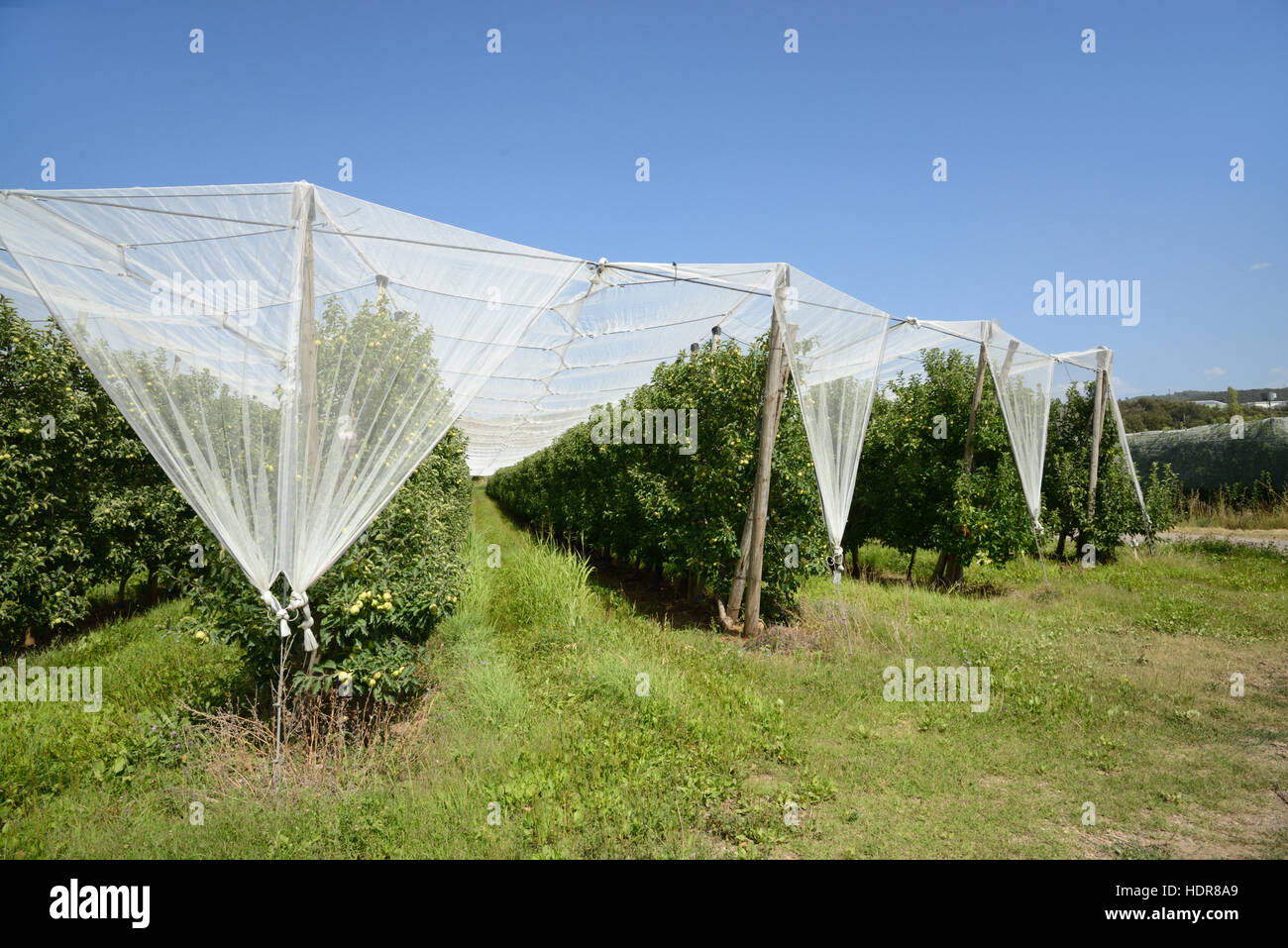 Protection des cultures de production intensive de fruits ou de pommiers dans la vallée de la Durance près de Manosque Provence France Banque D'Images