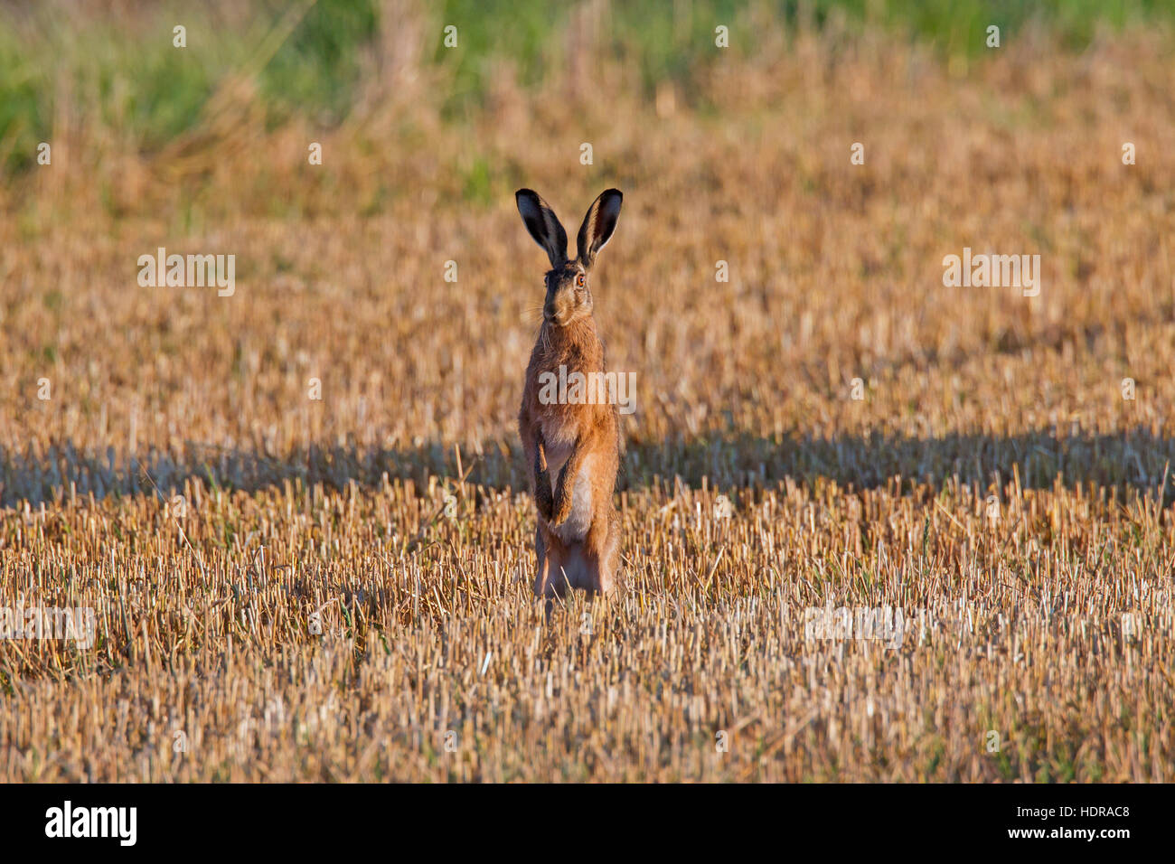 L'alerte brown hare (Lepus europaeus) debout dans stubblefield Banque D'Images