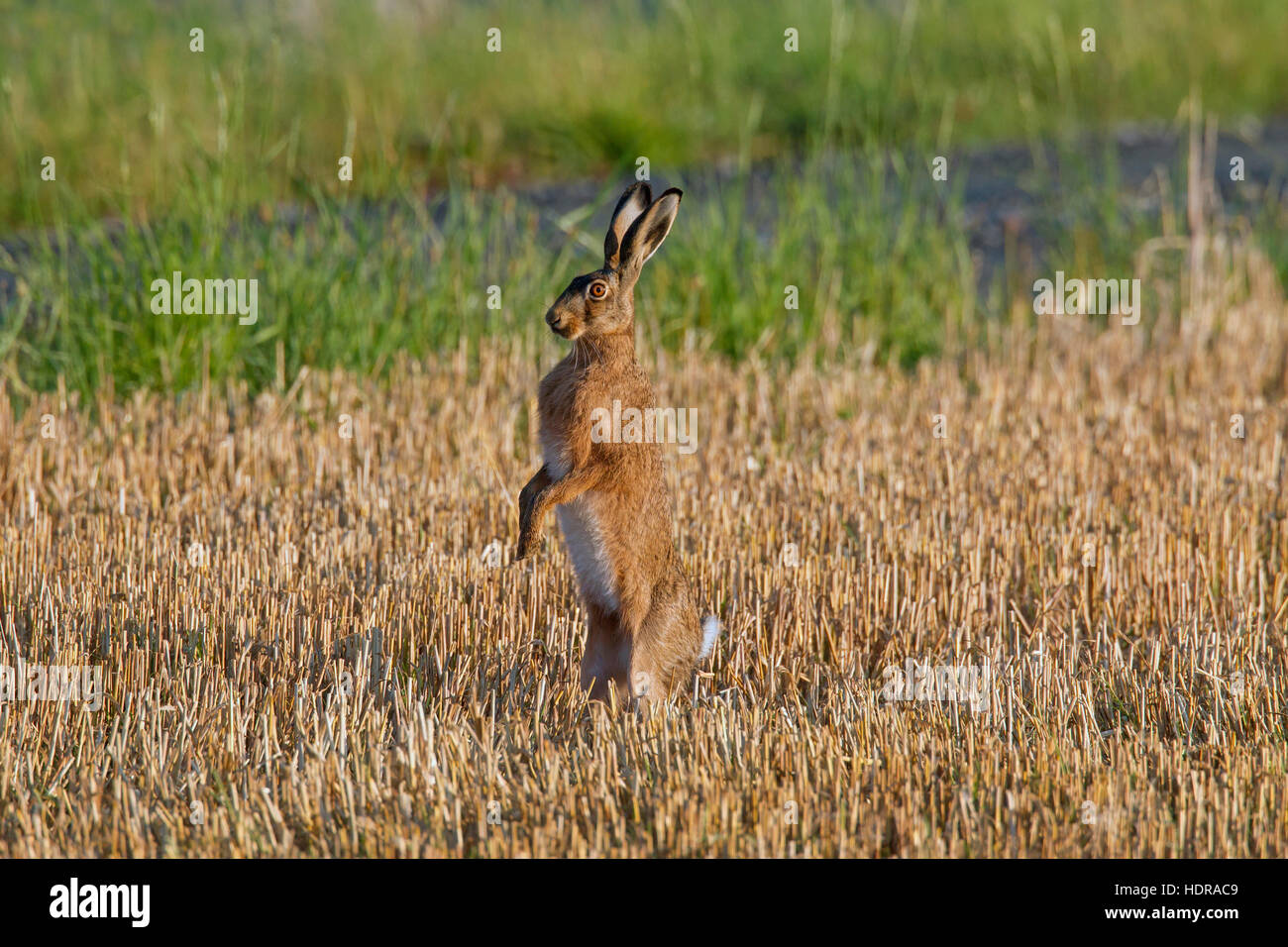 L'alerte brown hare (Lepus europaeus) debout dans stubblefield Banque D'Images