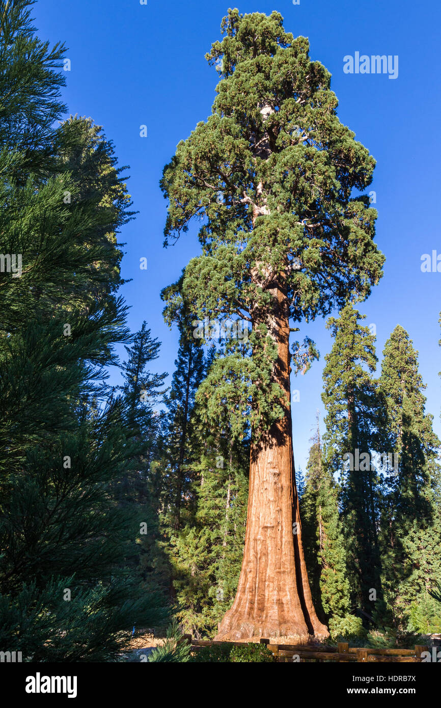 Les arbres Séquoia géant dans Sequoia NP en Californie avec ciel bleu en arrière-plan Banque D'Images