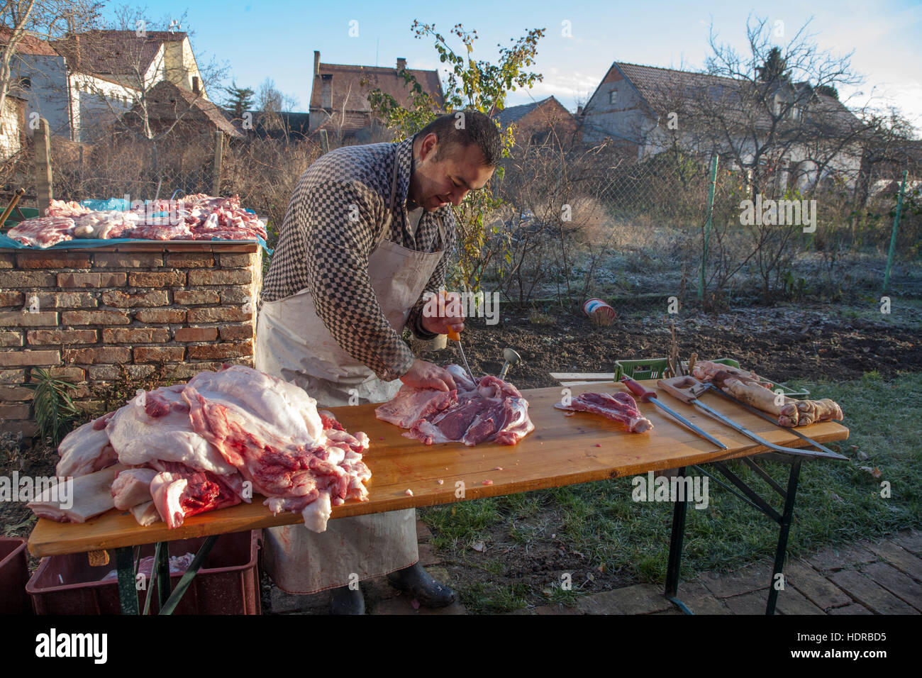 Porc traditionnel tuant en Moravie, République tchèque Reoublic Banque D'Images