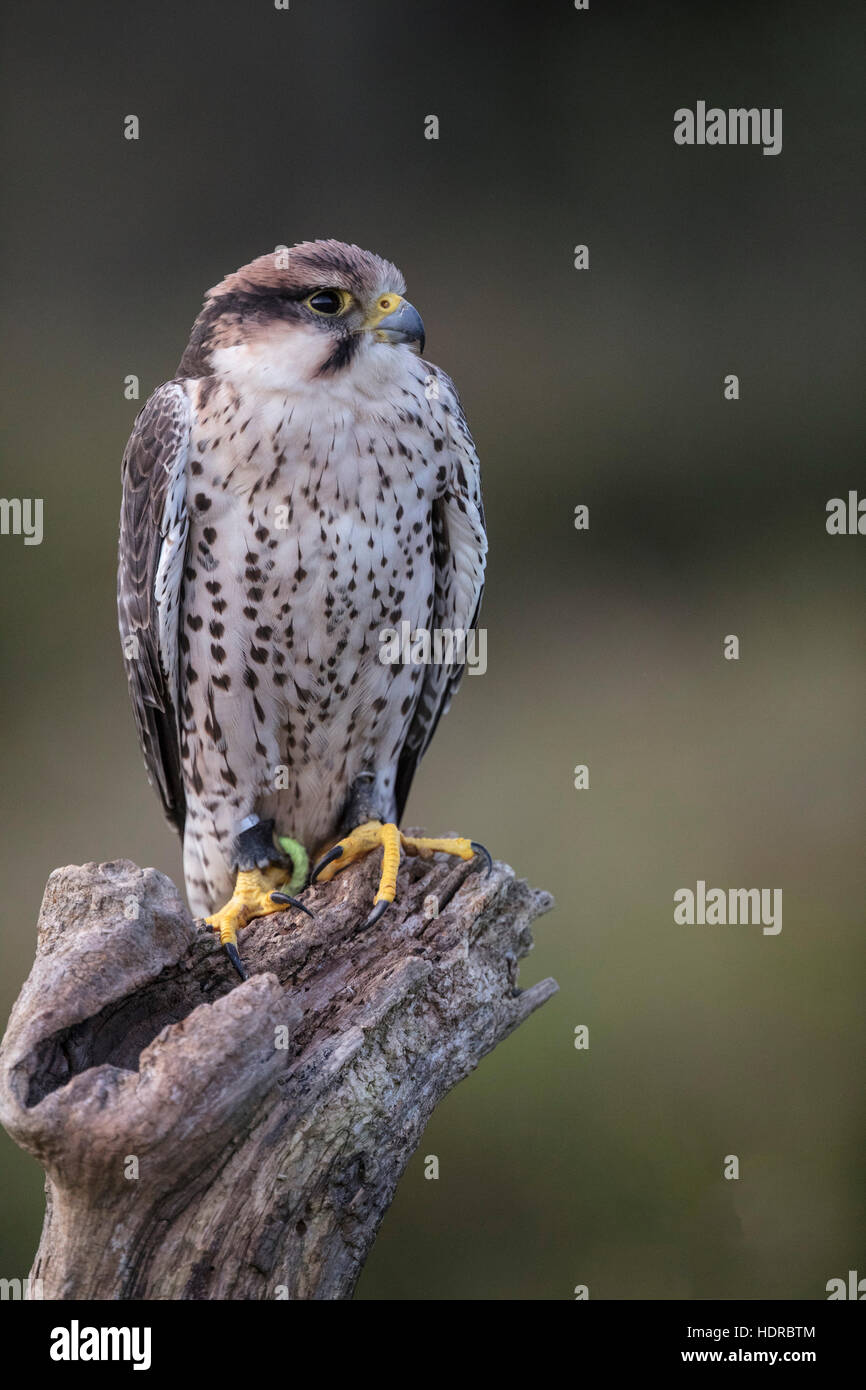 Lanner Falcon à Canadian Raptor Conservancy, attendant les instructions de son maître. Banque D'Images