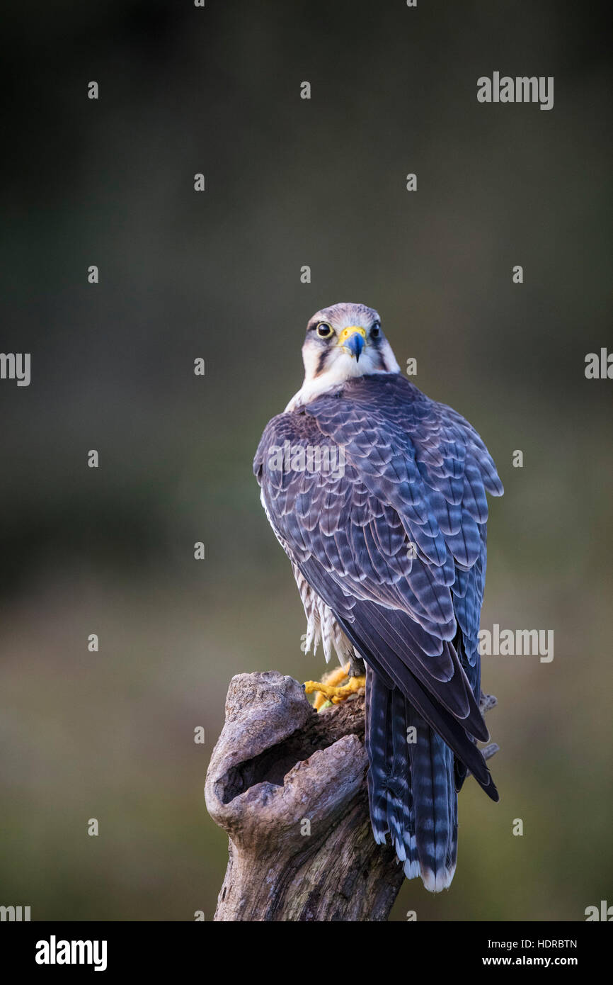 Lanner Falcon à Canadian Raptor Conservancy, attendant les instructions de son maître. Banque D'Images