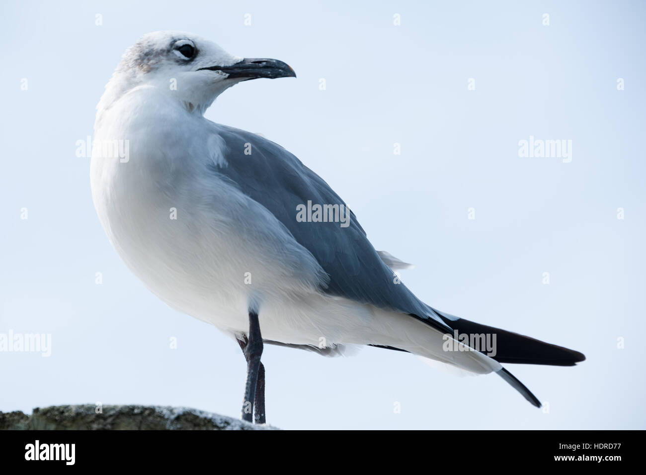 Seagull en Floride. Banque D'Images